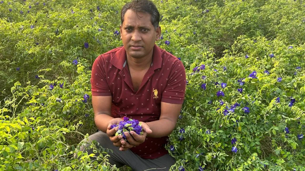 Herbal Tea Blue Veda