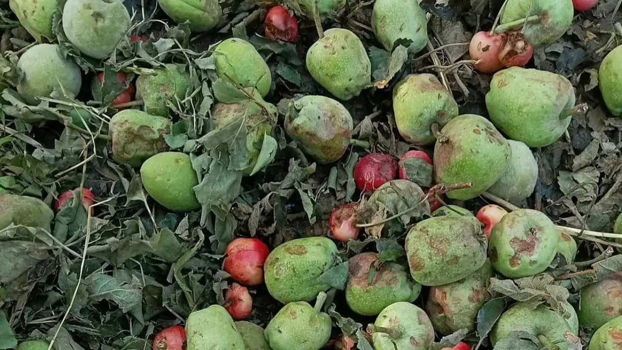 Copy of Local Samosa FI - 2