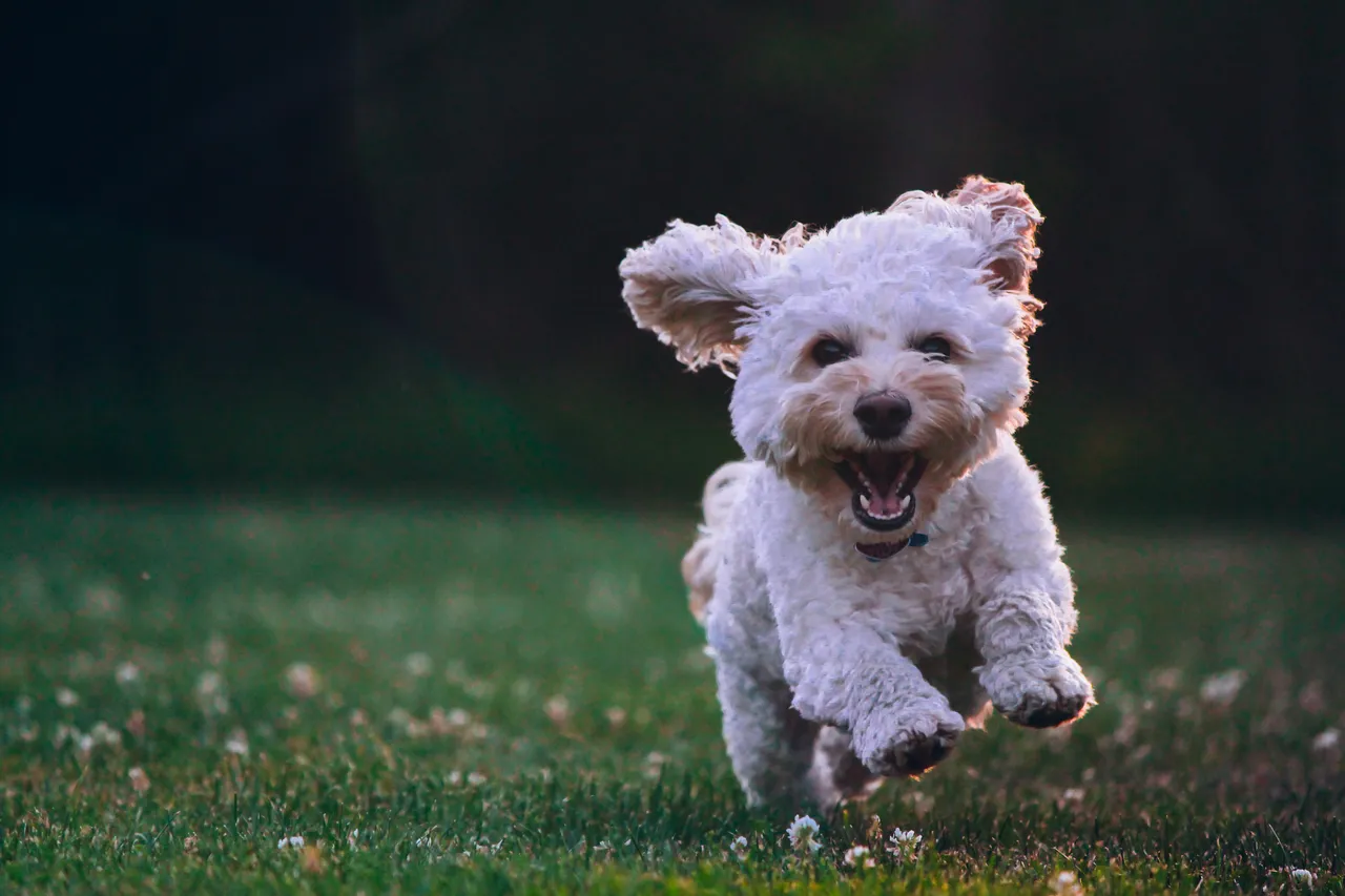 Woof Woof! Pet Parents pamper your pooch with these charming Dog accessories!
