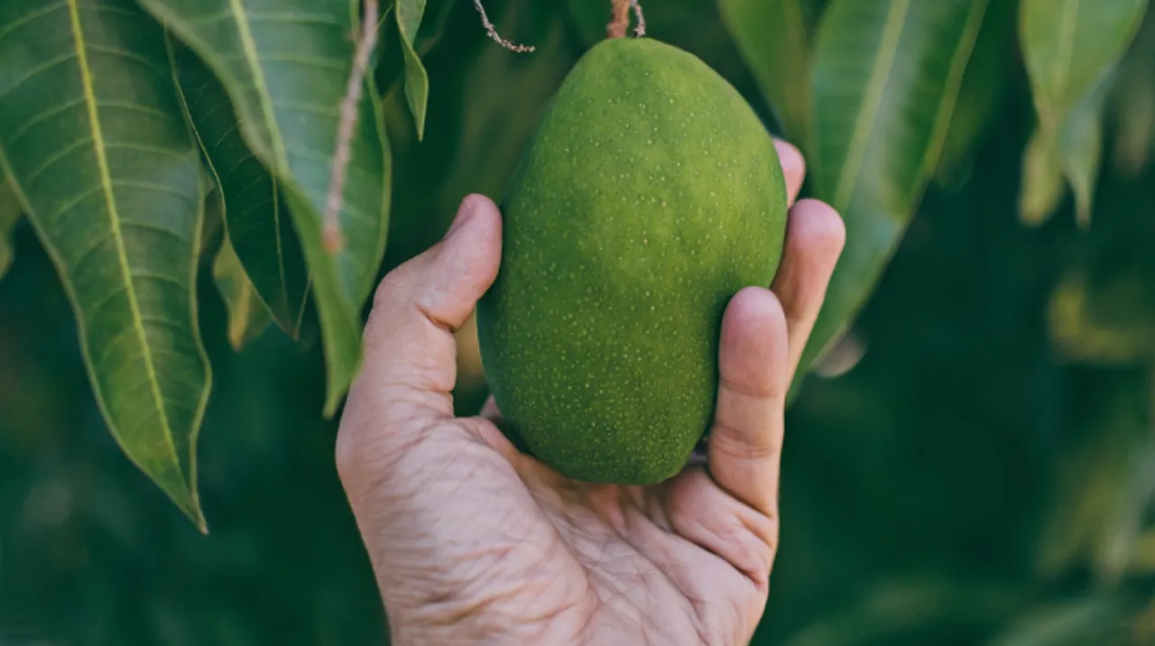 Savour the king of fruits while reading these fun facts about mangoes