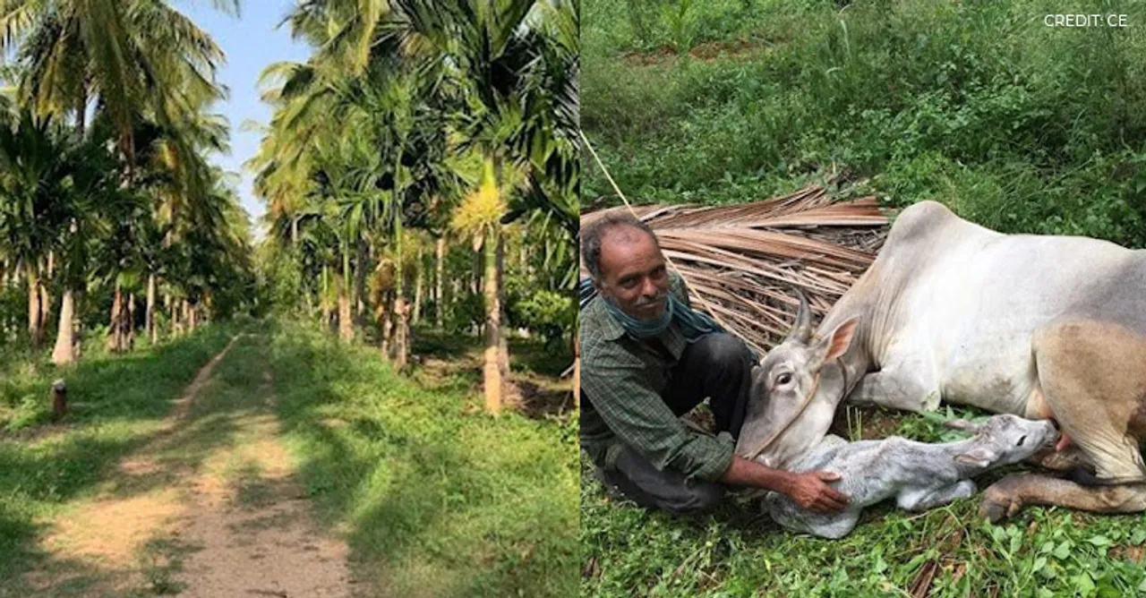 Chempotty Estate: A land in Mysore full of fruits, vegetables, cacao plants, vines, and laddoos!