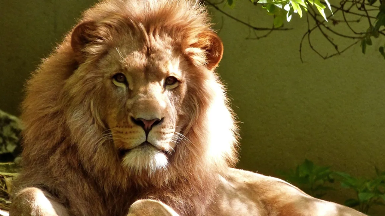 Take a ride to Nahargarh Biological Park in Jaipur for some animal and bird spotting!