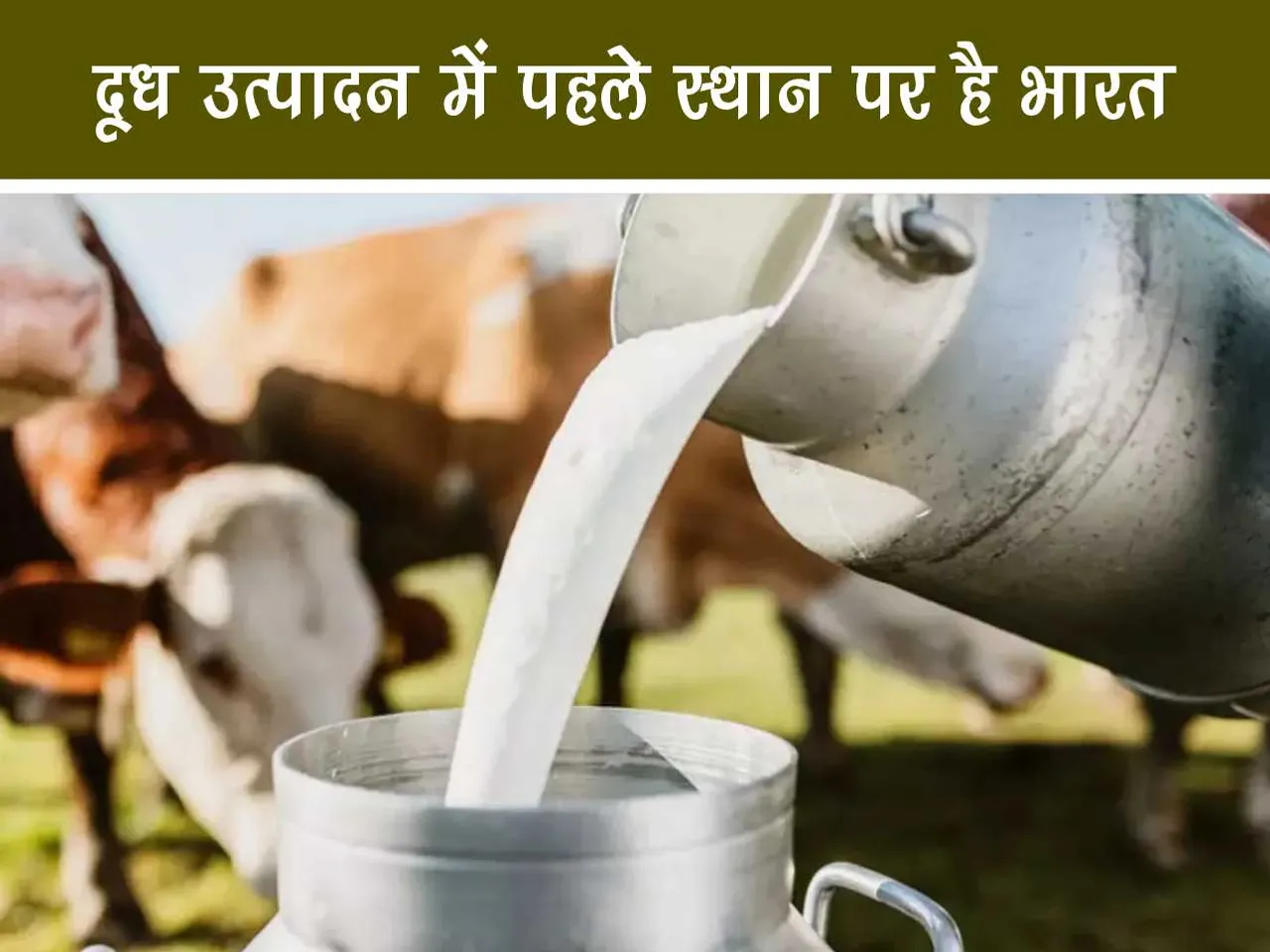 Milk and cows