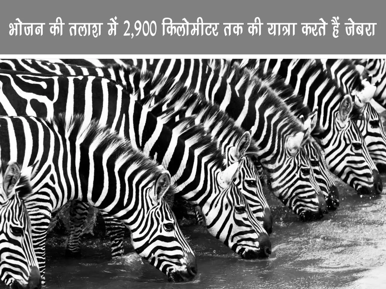 zebras drinking water
