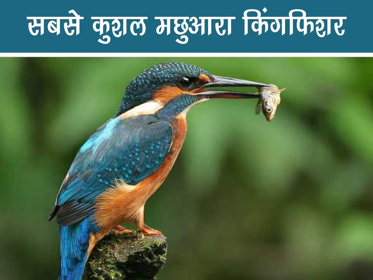 Kingfisher Bird eating fish