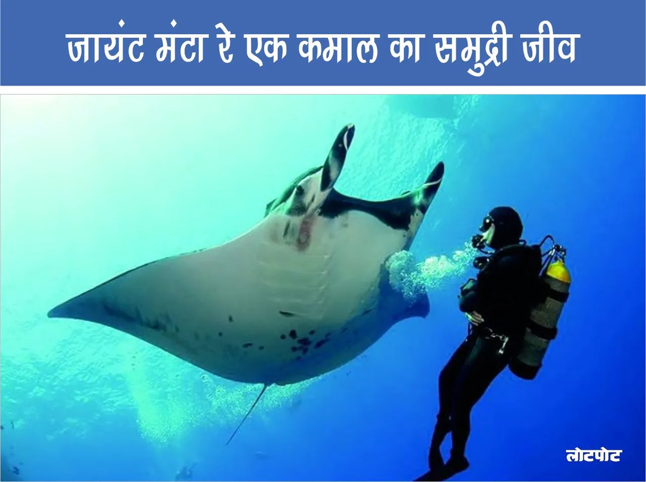 Giant Manta Ray history and biography 
