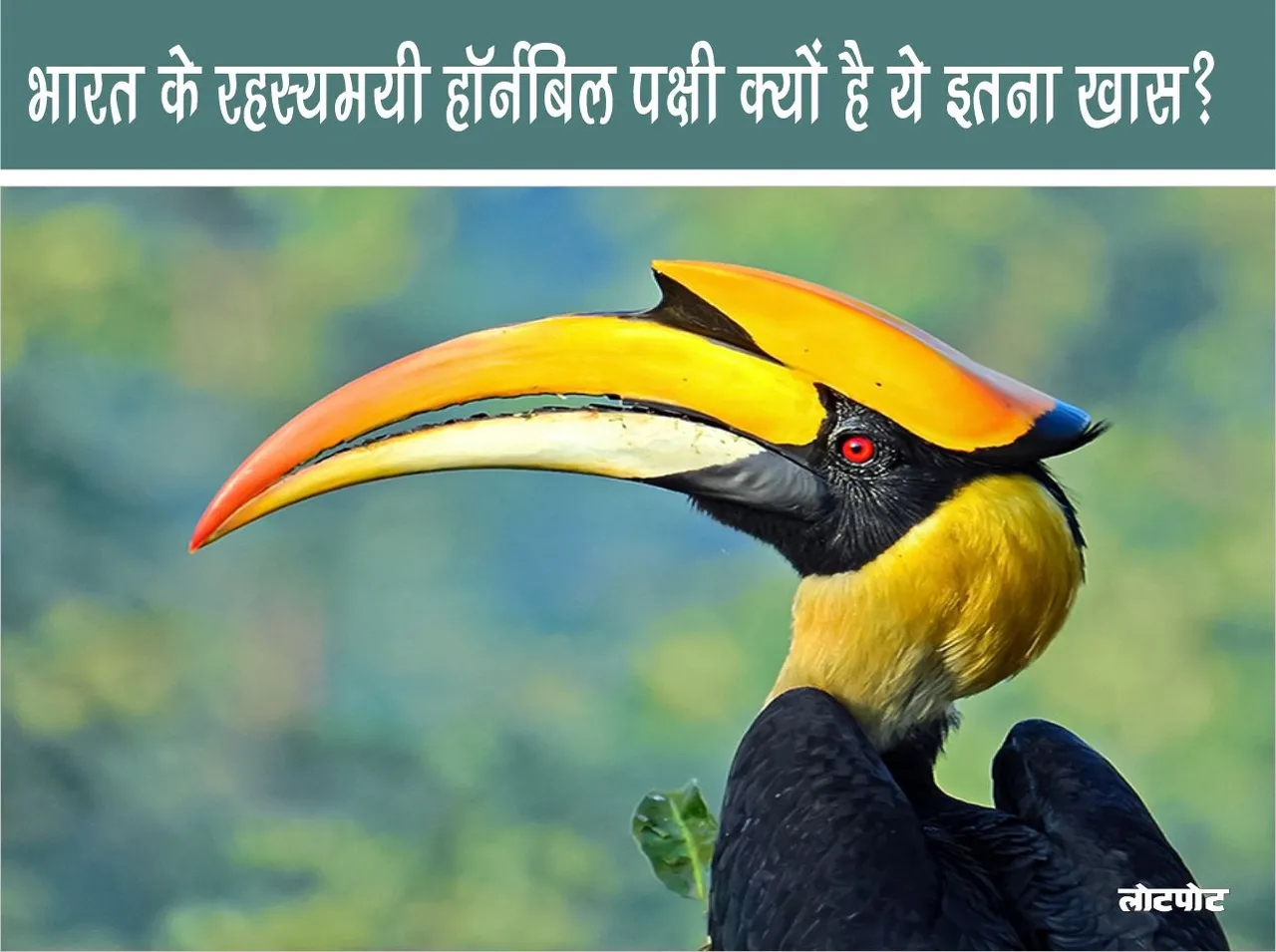 Mysterious Hornbill Bird of India Why is it so special