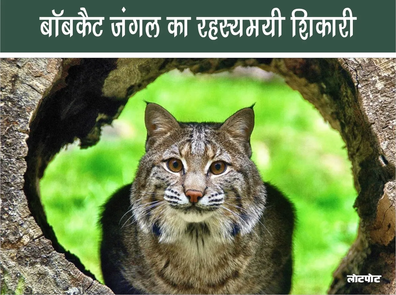Bobcat The mysterious hunter of the forest