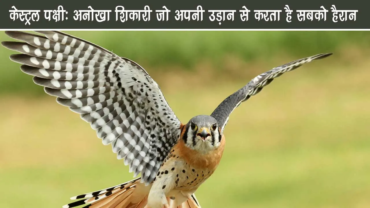 Kestrel bird: A unique hunter who surprises everyone with his flight.