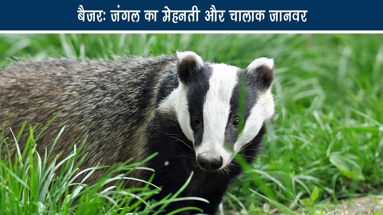 Badger-Hardworking and clever animal of the forest