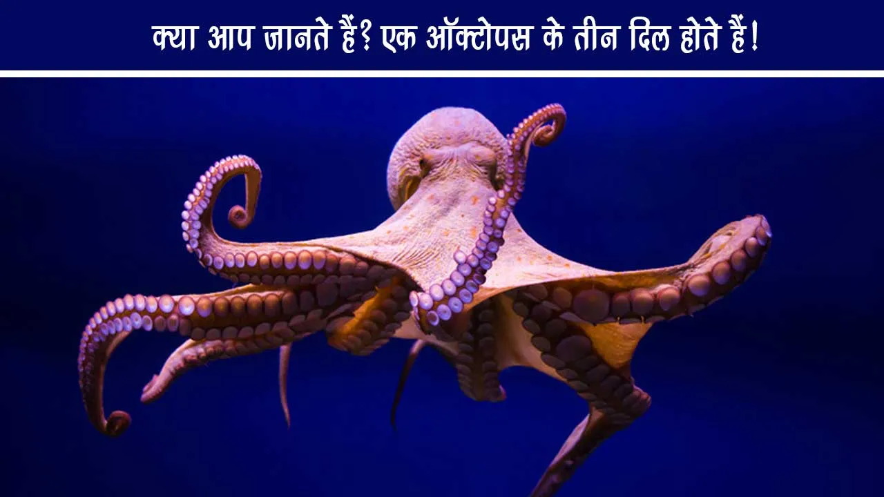 Do you know An octopus has three hearts