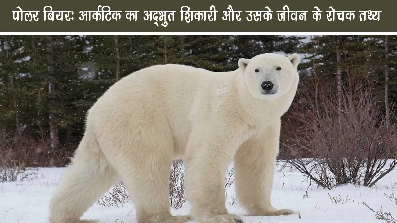 Polar Bear Arctic Amazing Predator