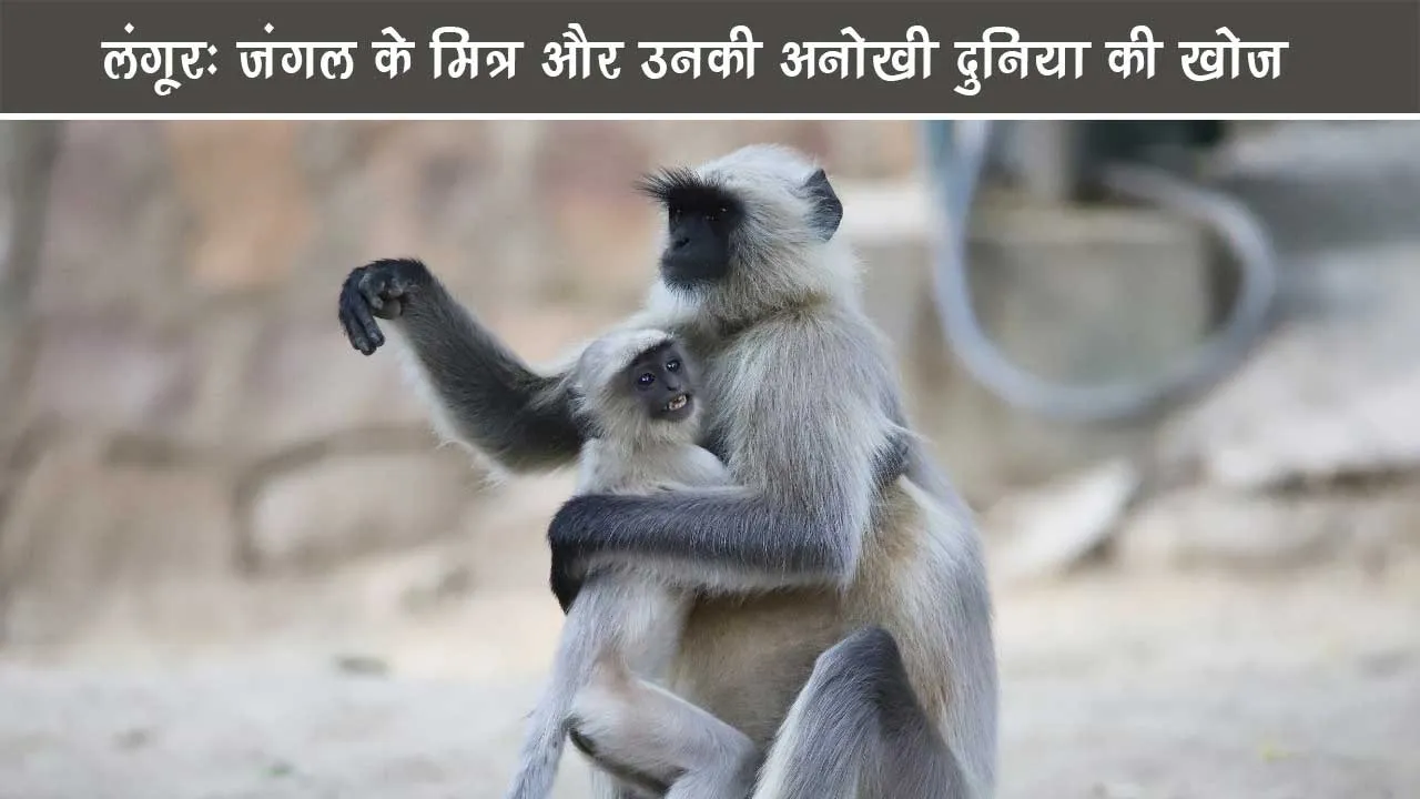 Langur-Exploring-the-Unique-World-of-Jungle-Friends