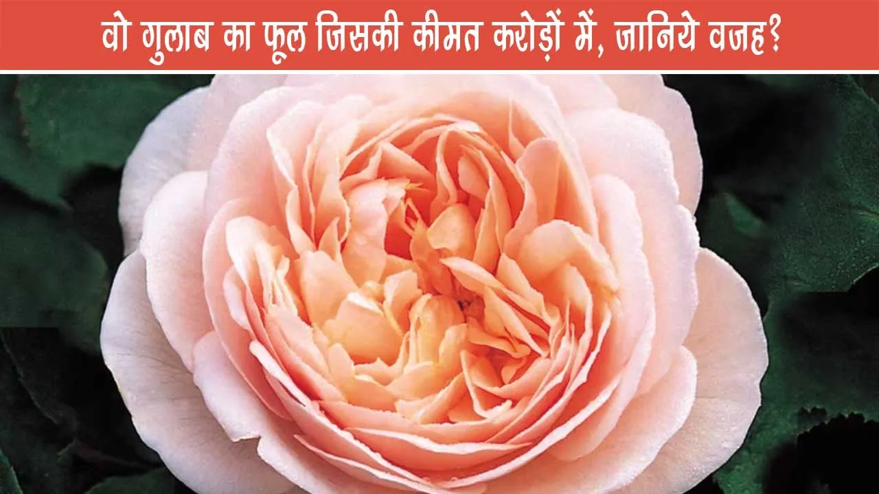 The-rose-flower-whose-price-is-in-crores,-know-the-reason