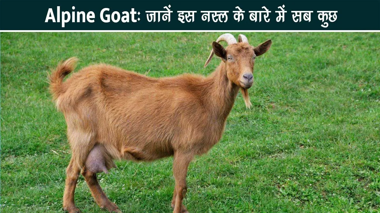 alpiine-goat