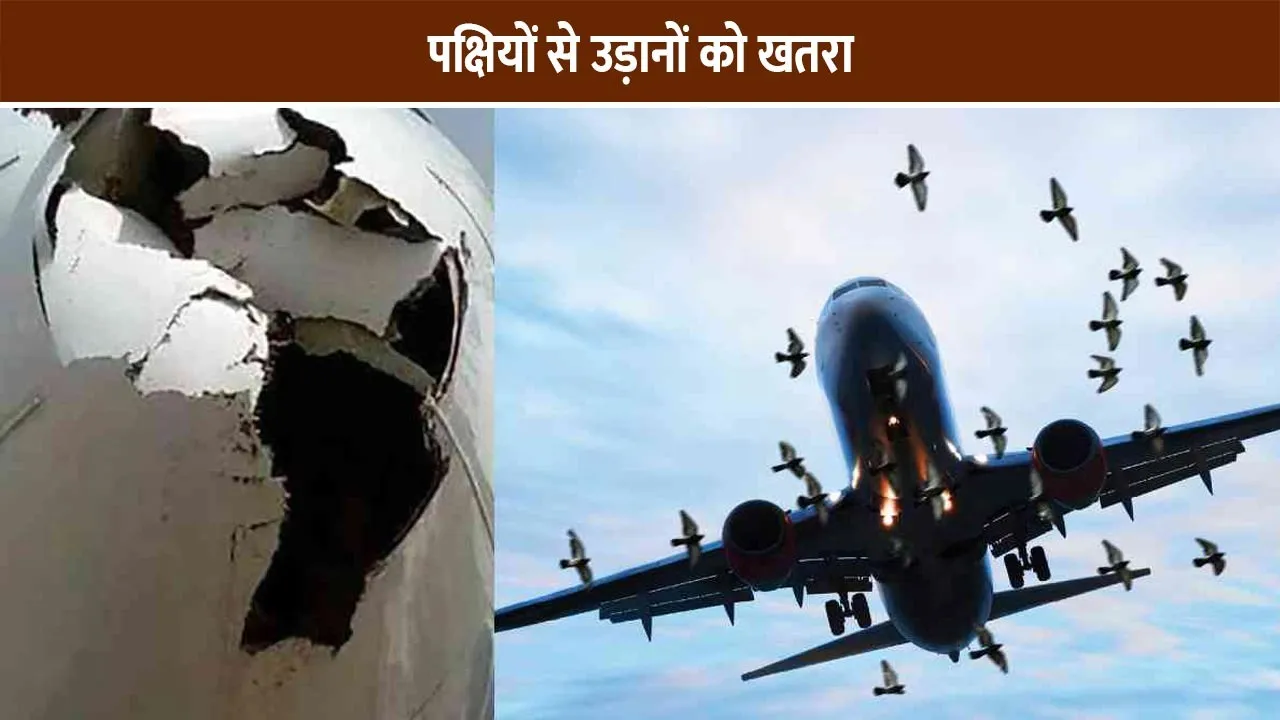 Flights-from-birds-are-threatened-information-is-being-given-to-children