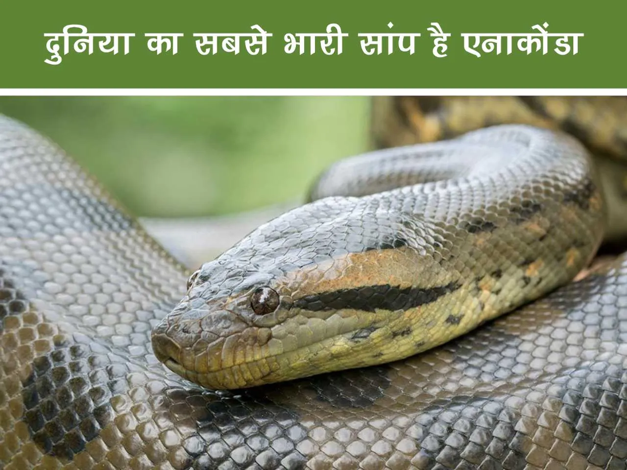 Anaconda