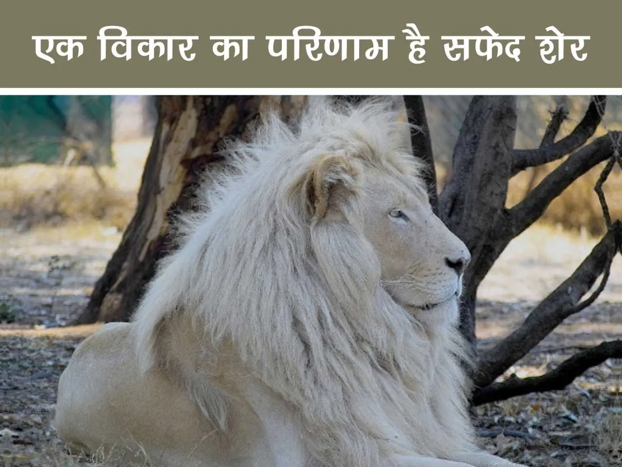 White lion