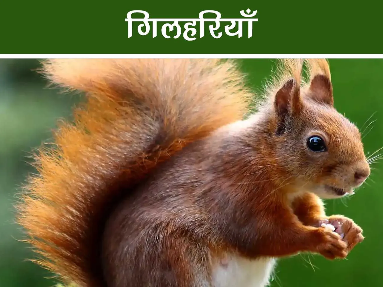Squirrel 