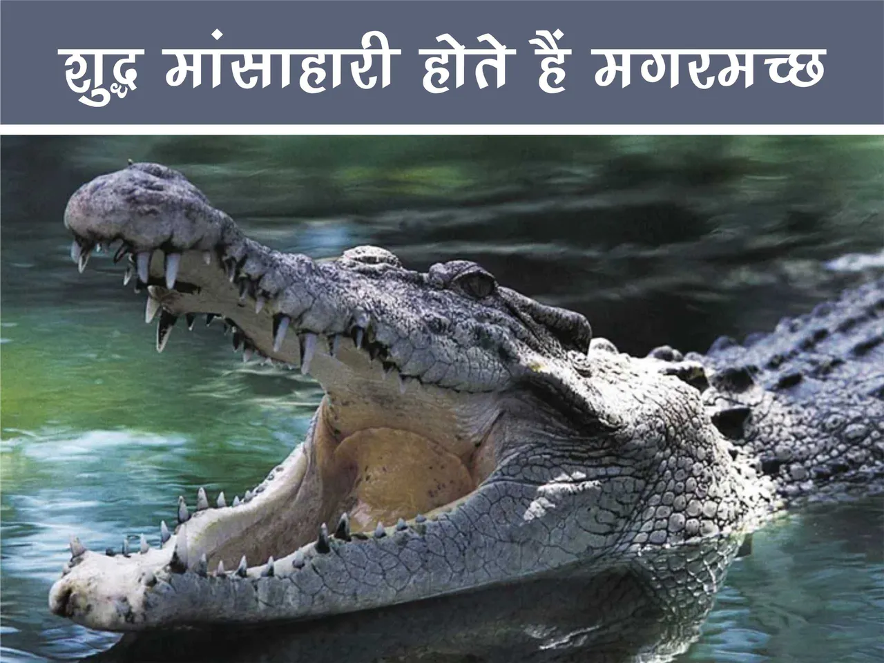 Crocodile in their natural habitat