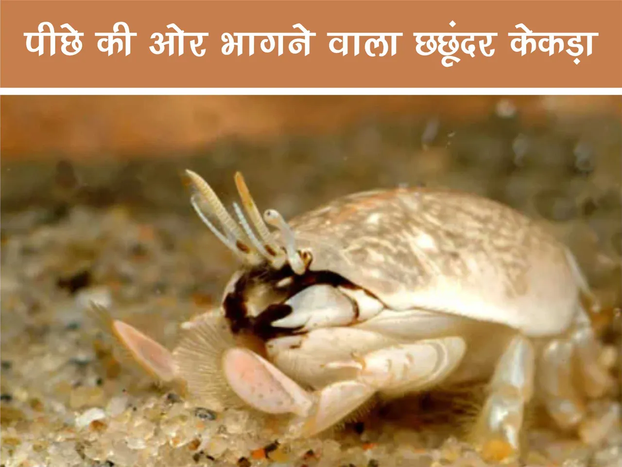 Mole Crab