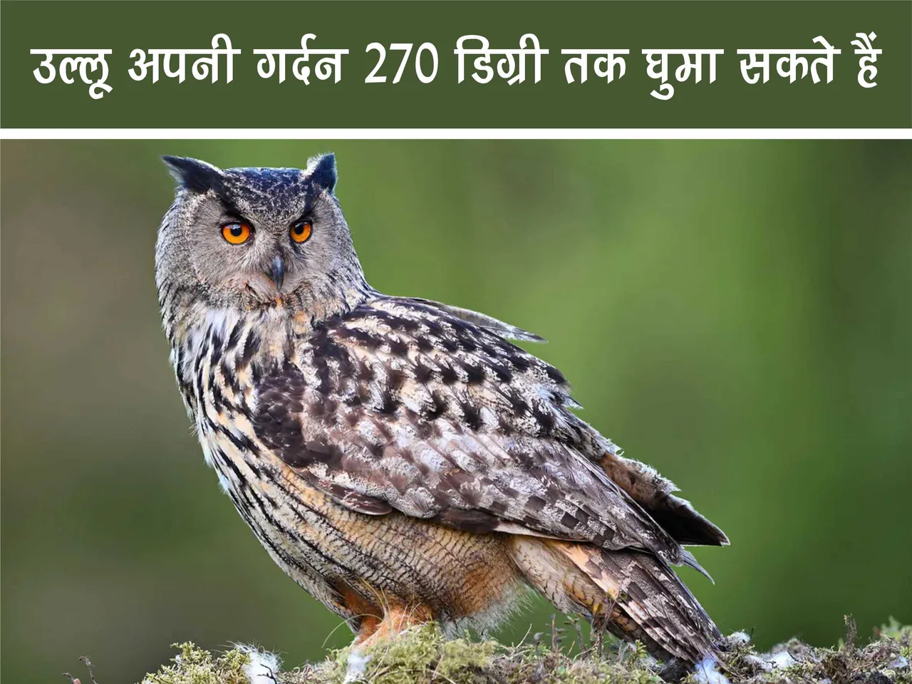 Owl In Its Natural Habitat