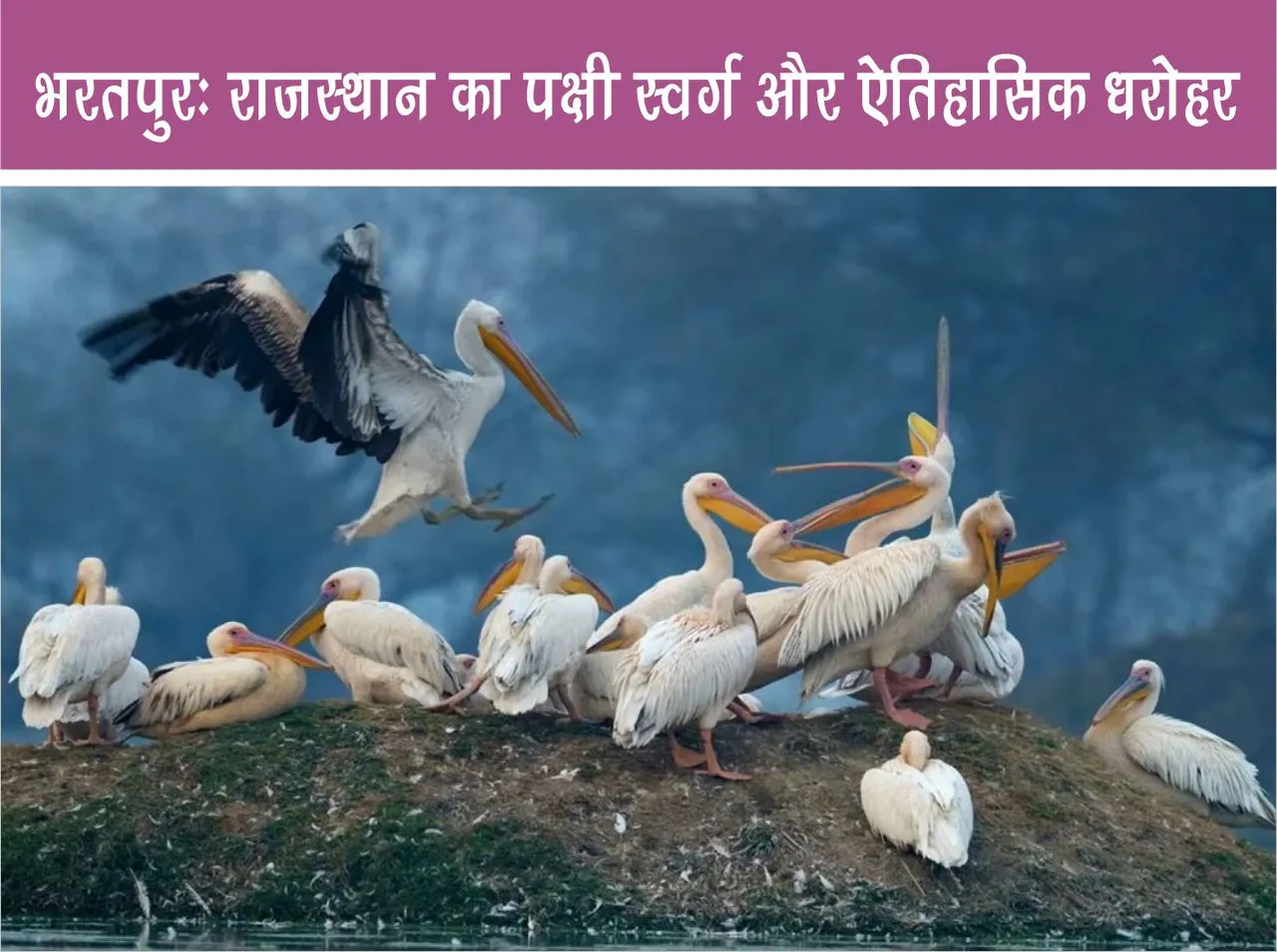Bharatpur Travel Bird paradise and historical heritage of Rajasthan