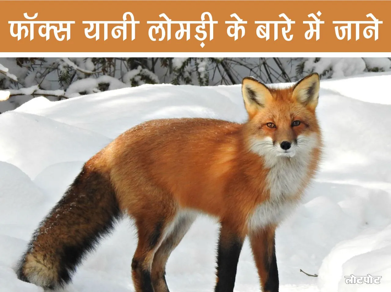 Know about full detail about Fox in hindi