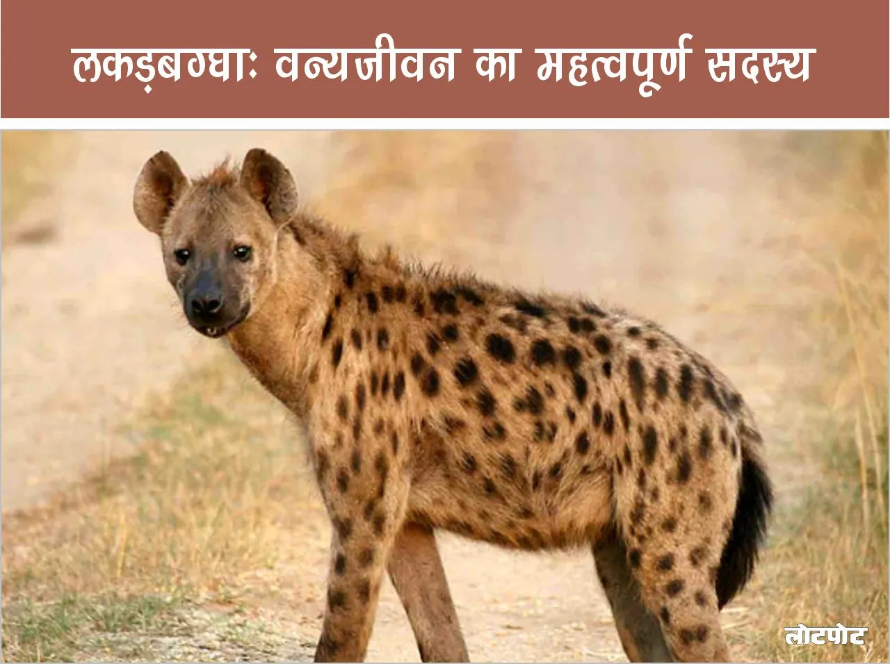 Jungle World Hyena Important member of wildlife