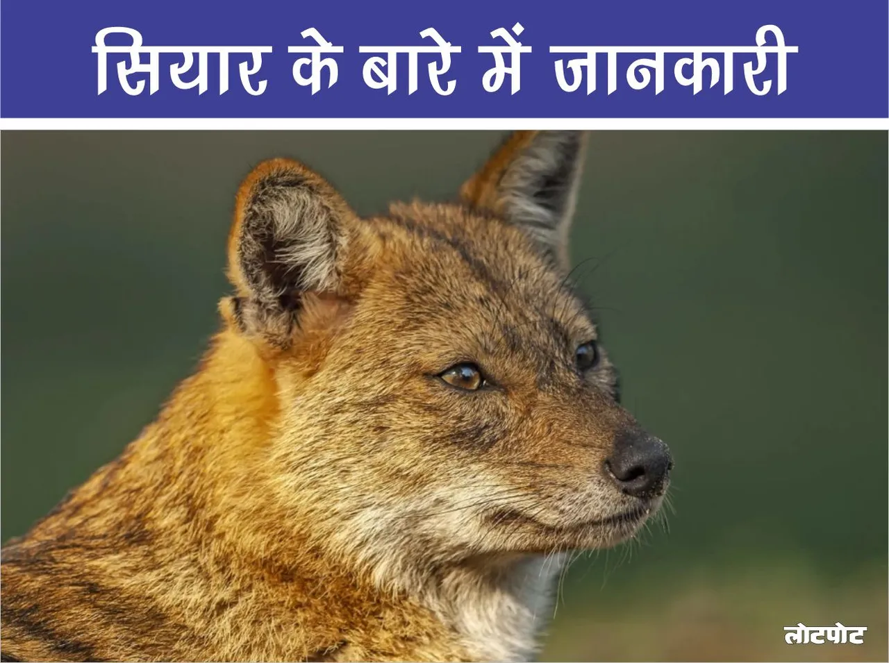 Information about Jackal