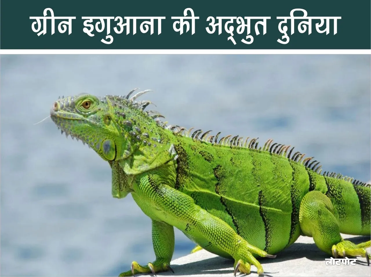 King of the Green The Amazing World of the Green Iguana