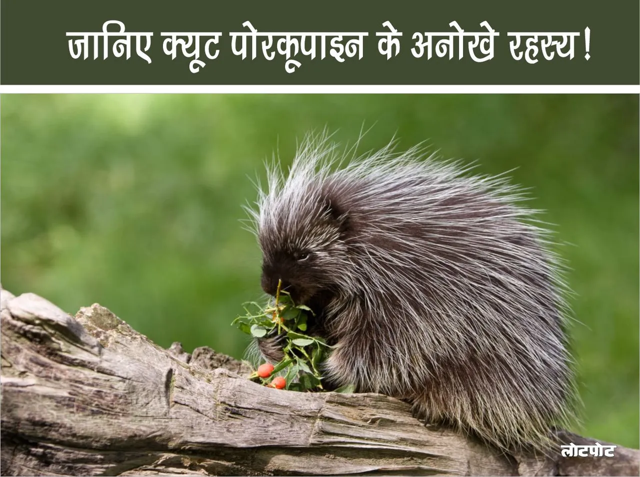 Know the unique secrets of the cute porcupine