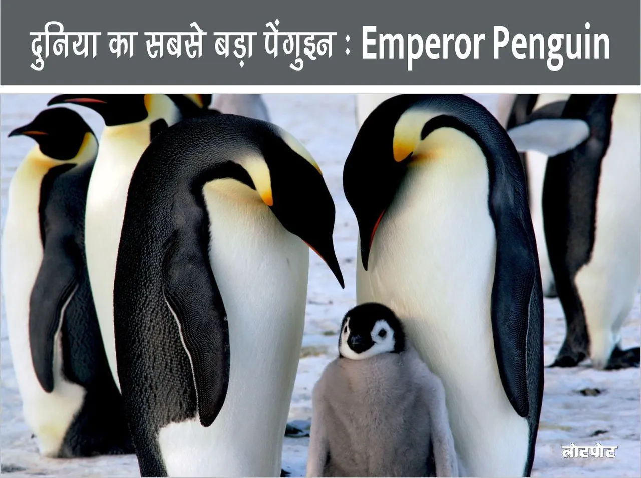 Emperor Penguin is the world largest penguin