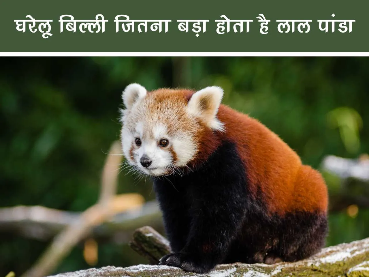Red Panda 