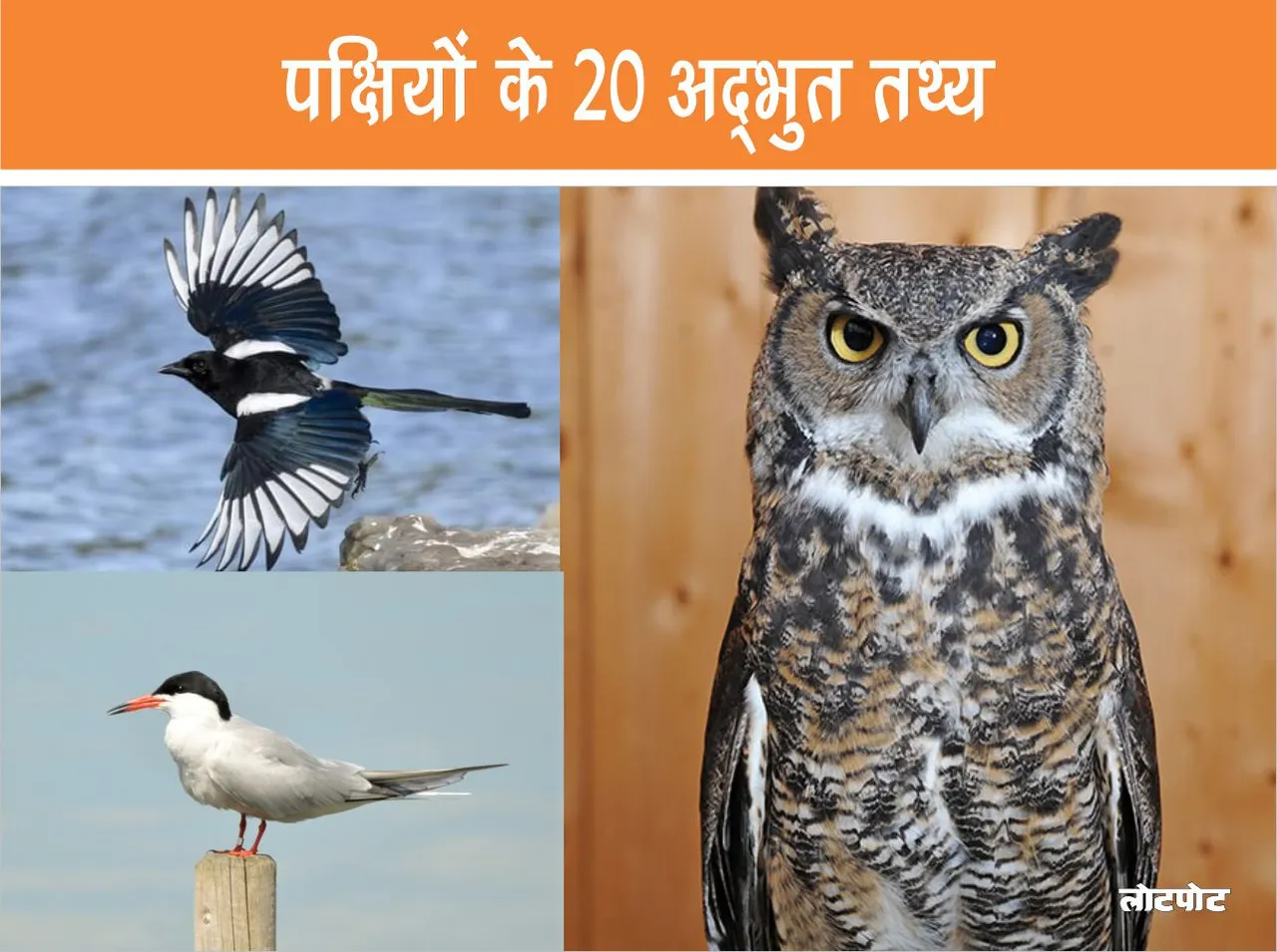 20 Amazing Bird Facts Fun and Informative Facts for Kids