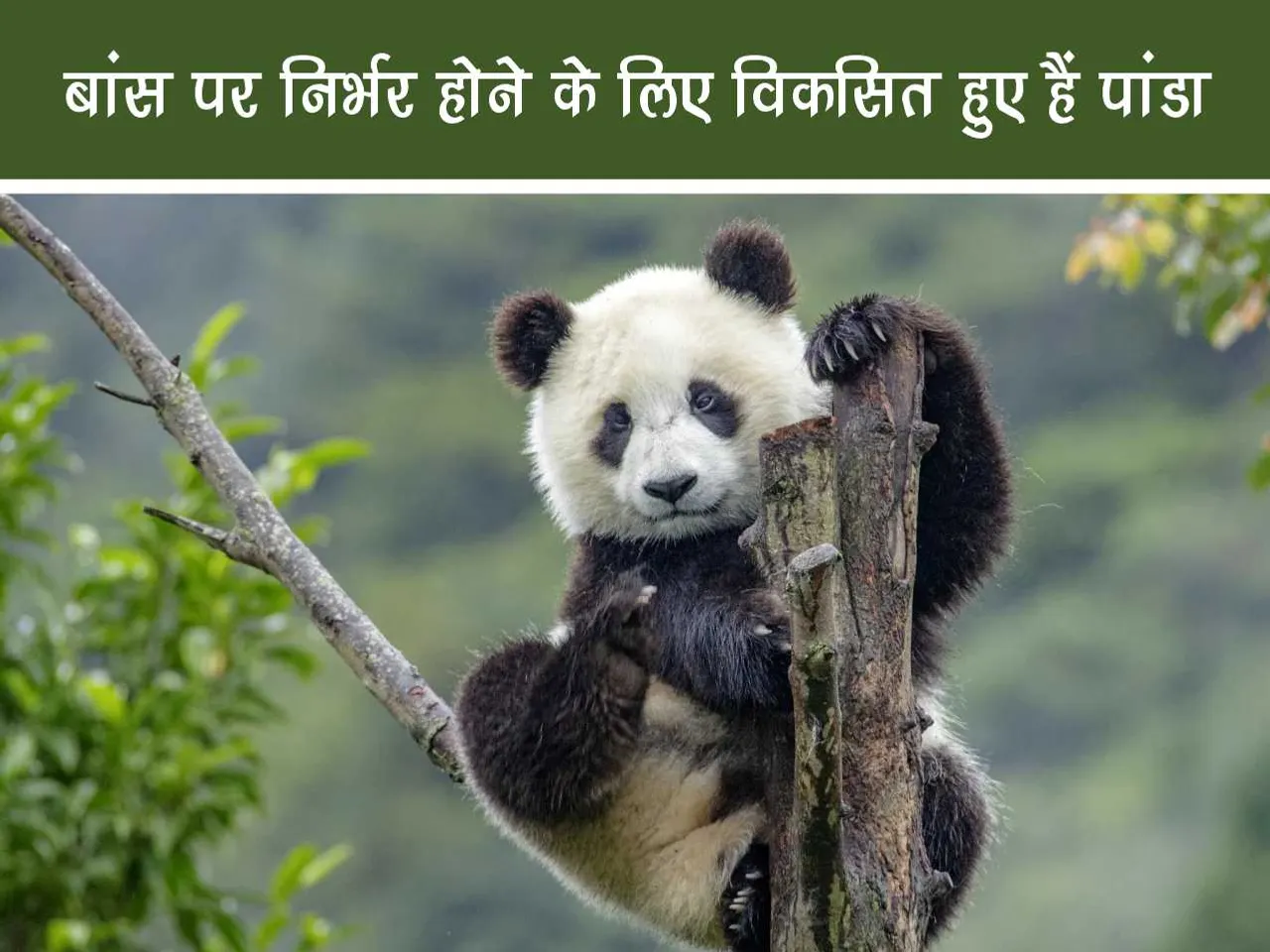 Gaint panda
