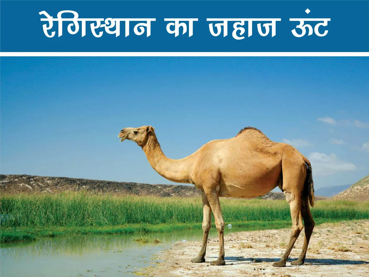 camel