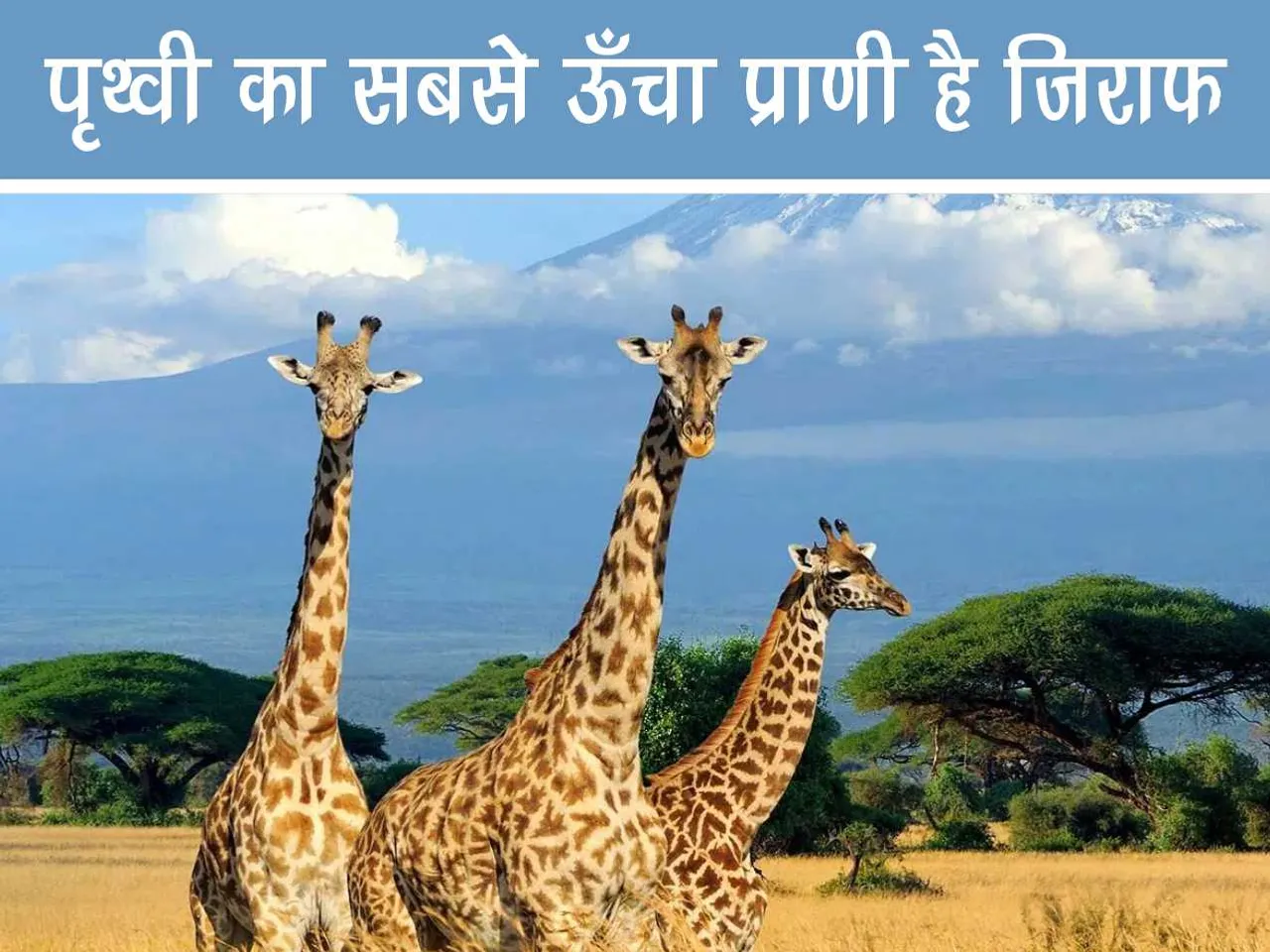 Three Giraffes