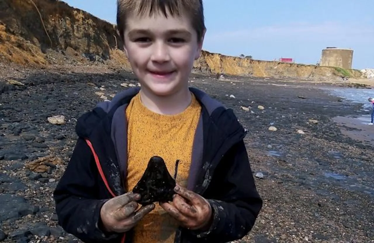 Why is the discovery of Megalodon teeth in the news