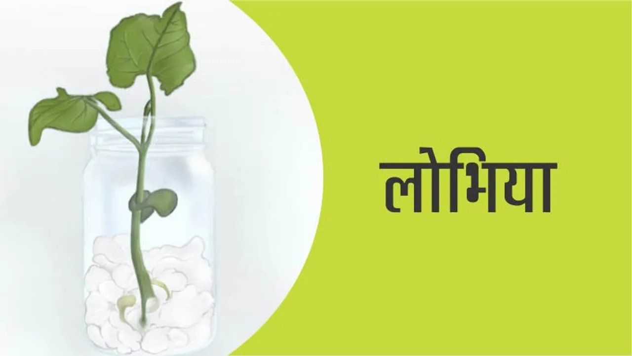 Easy Craft: How to grow a Lobhia in a jar