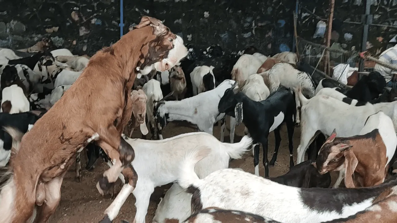 Eid