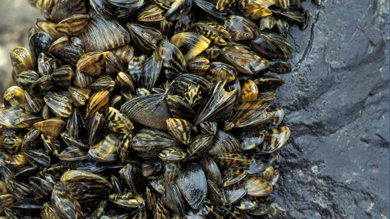 Mussel.jpg
