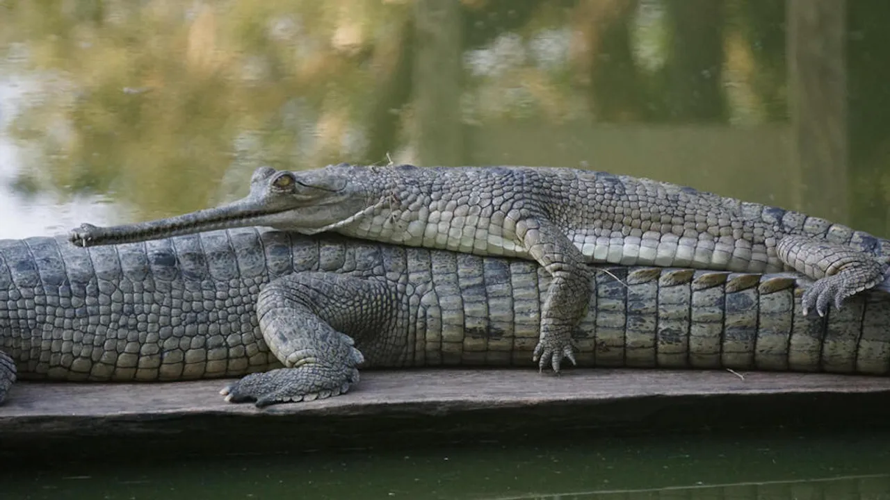 gharial