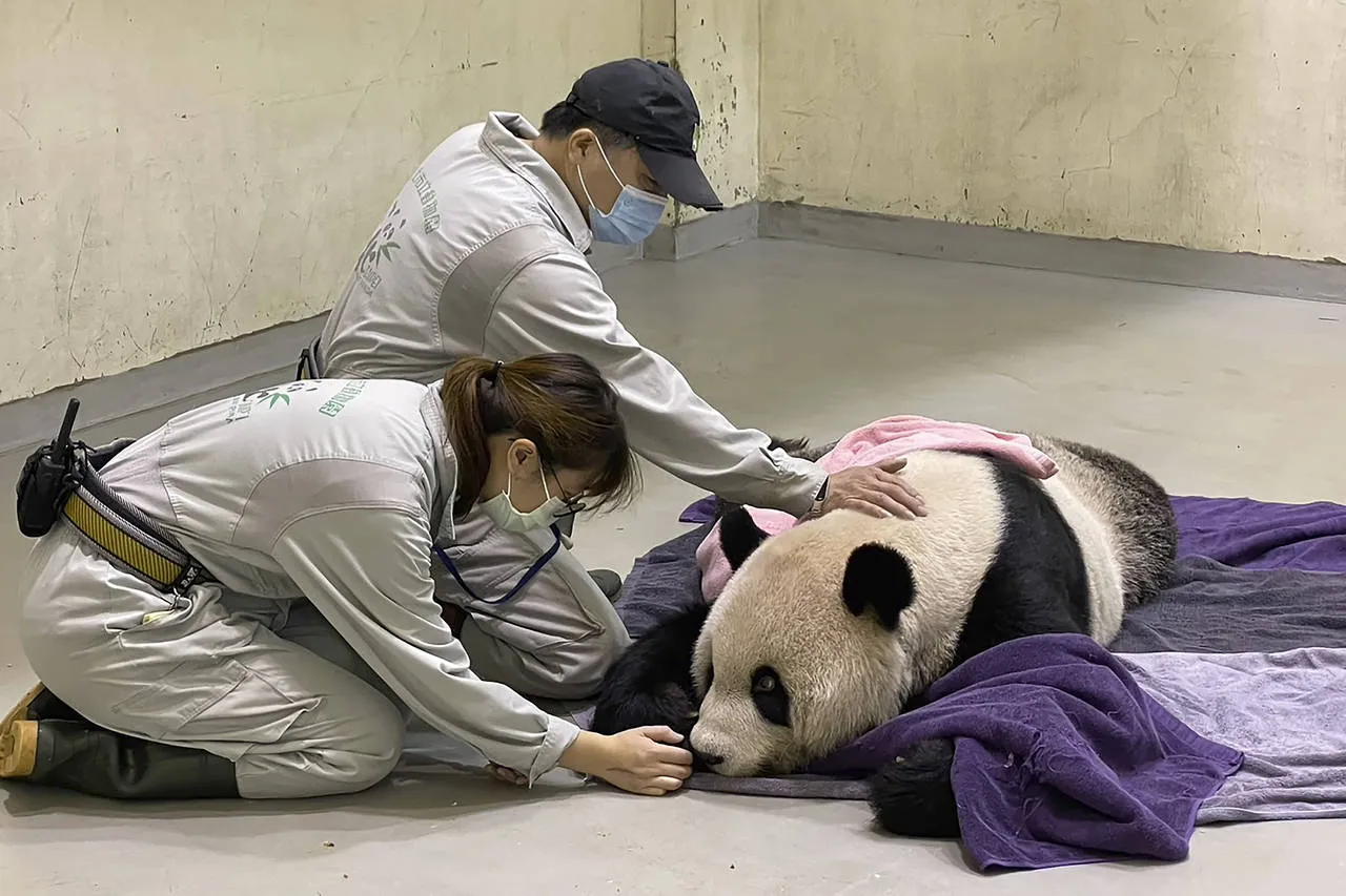 Tuan Tuan Panda China taiwan