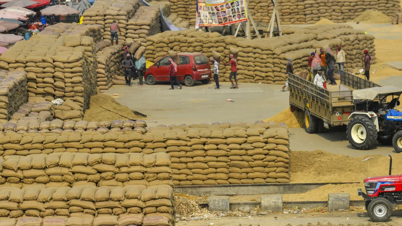 Workers spread paddy grain at a grain market, in Jalandhar, Monday, Oct. 21, 2024.