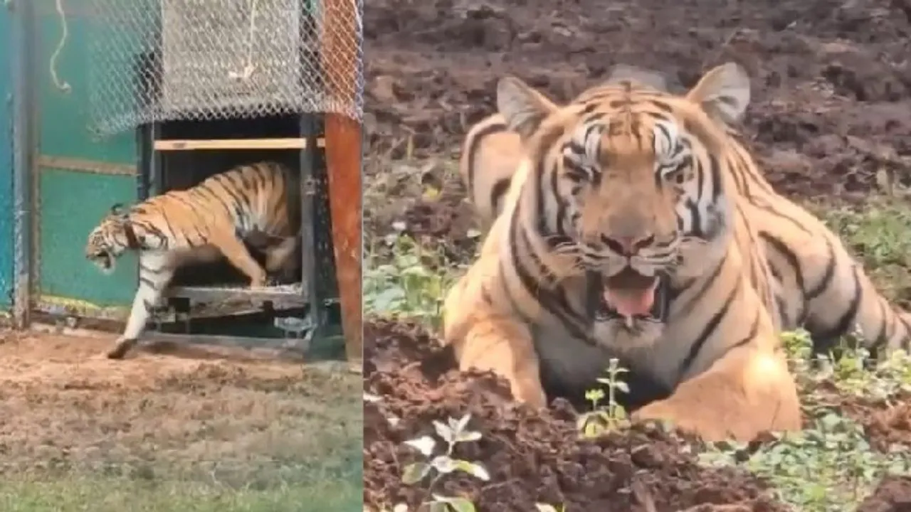 Tigress Jamuna