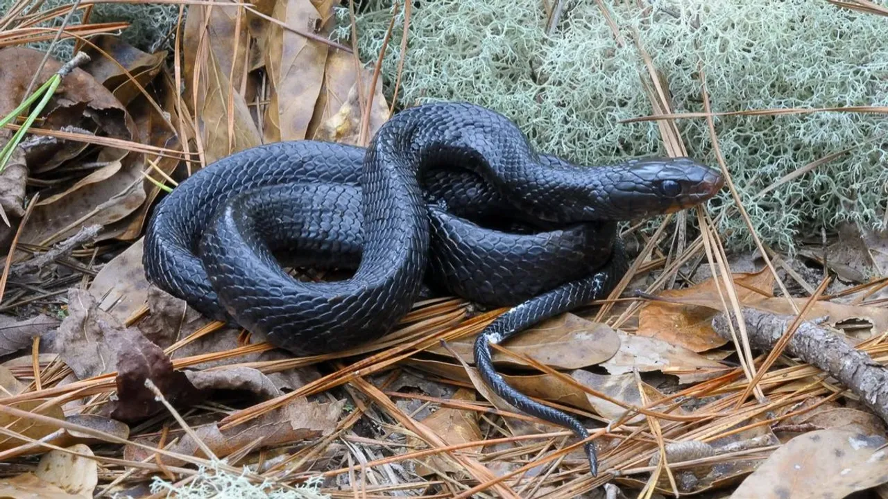 Snake 