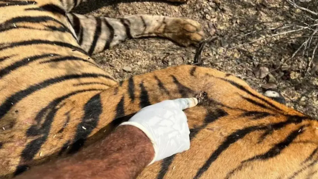 Ranthambore Tiger Reserve Tiger Death