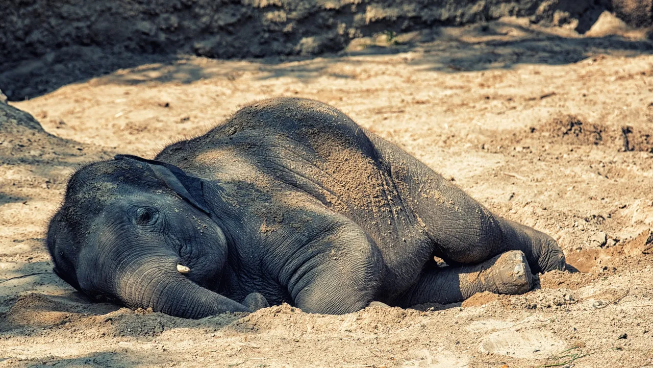 Elephant calf ill