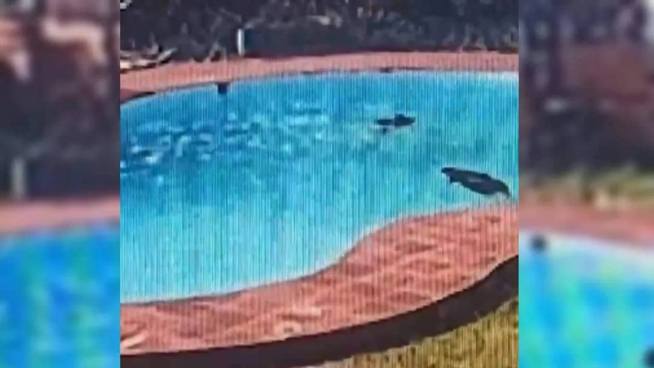 Three women allegedly drowned in a swimming pool at a resort near Ullal beach here on Sunday